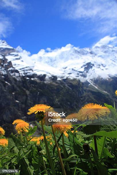 A Suíça - Fotografias de stock e mais imagens de Alpes Europeus - Alpes Europeus, Ao Ar Livre, Cabeça de Flor