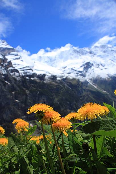 швейцария) - switzerland interlaken schreckhorn mountain стоковые фото и изображения