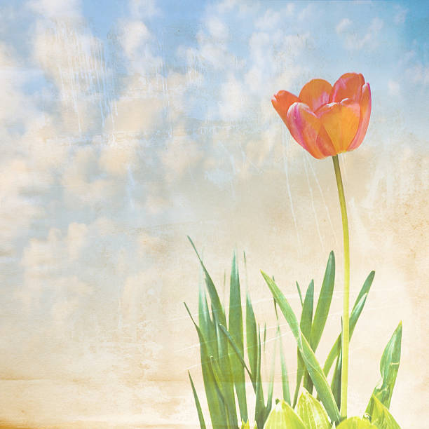 istock single tulip on old paper. vintage background 179224478
