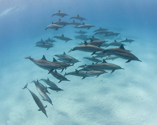 istock Pod of spinner dolphins in a sandy lagoon 179224622