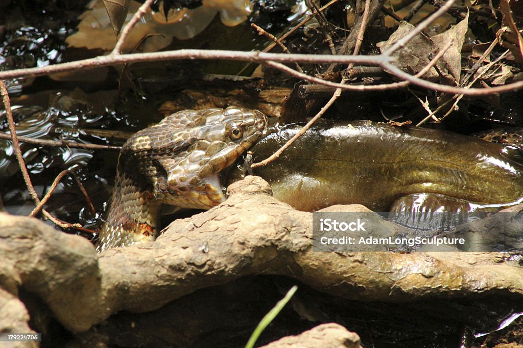 Northern Serpente d'acqua mangia Pesce gatto - Foto stock royalty-free di Acqua