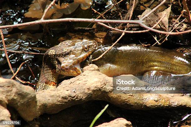 Northern Serpente Dacqua Mangia Pesce Gatto - Fotografie stock e altre immagini di Acqua - Acqua, Albero, Animale