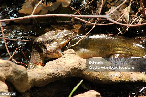 Norte Cobra De Água De Comer Bagre - Fotografias de stock e mais imagens de Animal - Animal, Cobra, Comer