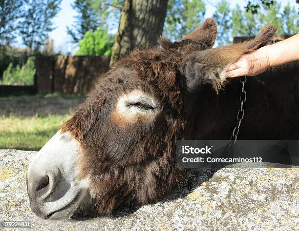 Foto de Burro Cabeça e mais fotos de stock de Animal - Animal, Cabeça de animal, Fotografia - Imagem