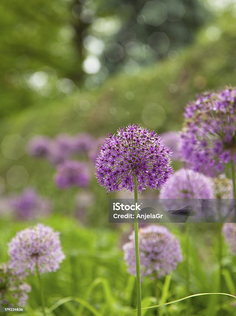 Schöne Blumen. Purple alium Riesenlauch - Lizenzfrei Baumblüte Stock-Foto