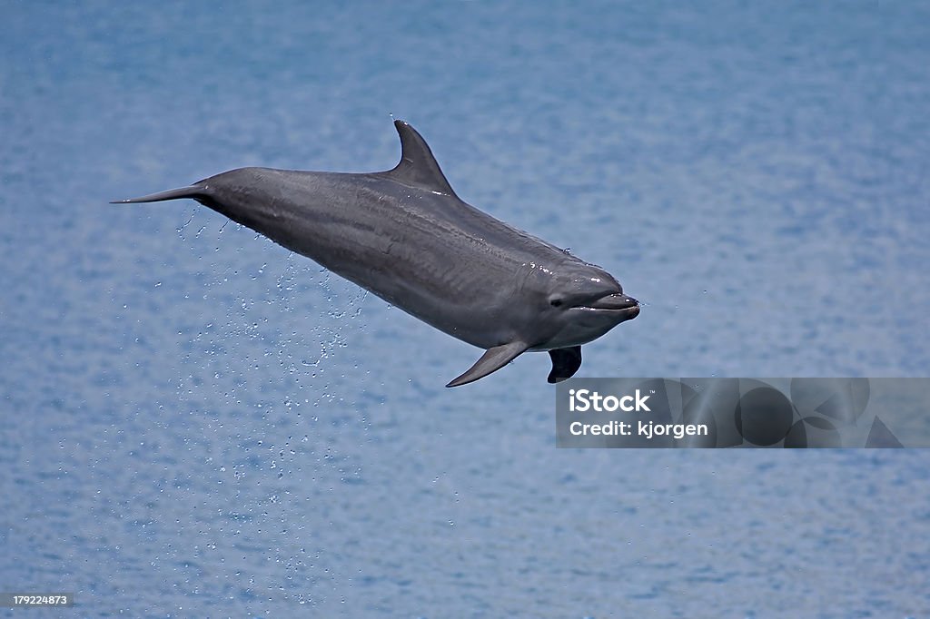 Delfines nariz de - Foto de stock de Alegría libre de derechos