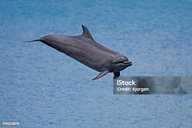 Butlonosym Dolphin - zdjęcia stockowe i więcej obrazów Butlonos - Butlonos, Delfin, Dzikie zwierzęta