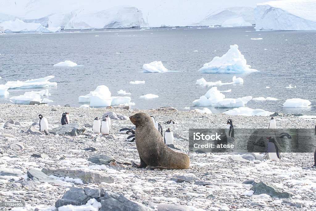 オットセイ&ペンギン - 南極のロイヤリティフリーストックフォト