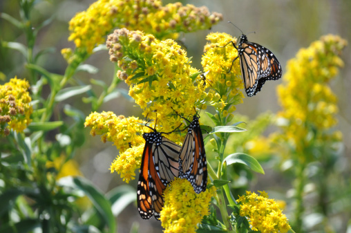 Three butterflies share a late fall afternoon on a Goldenrod, in the bright sunshine of a quiet day.