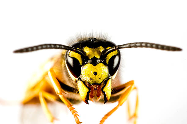 istock head of wasp in white background 179225426