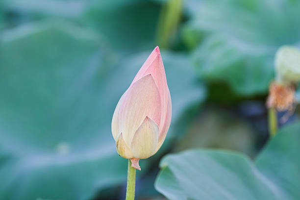 istock pink lotus flowers 179225481