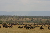 gnu-auf-der-serengeti.jpg?b=1&s=170x170&k=20&c=DzOLM0iSWI8uShGozPjmrzXt6fpHZmKyOheYZDGiEMY=