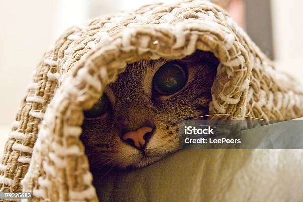 Кошка Под Одеяло — стоковые фотографии и другие картинки Внизу - Внизу, Домашняя кошка, Кровать
