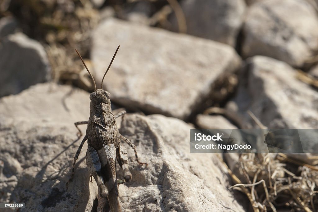 Brown locust gros plan - Photo de Aile d'animal libre de droits