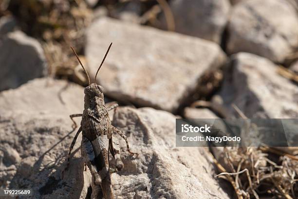 Zbliżenie Brązowy Locust - zdjęcia stockowe i więcej obrazów Bez ludzi - Bez ludzi, Bliski, Bliskie zbliżenie