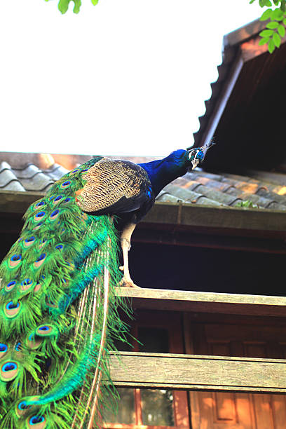 istock Peacock Standing in Chiangmai Resort Balcony 179225731