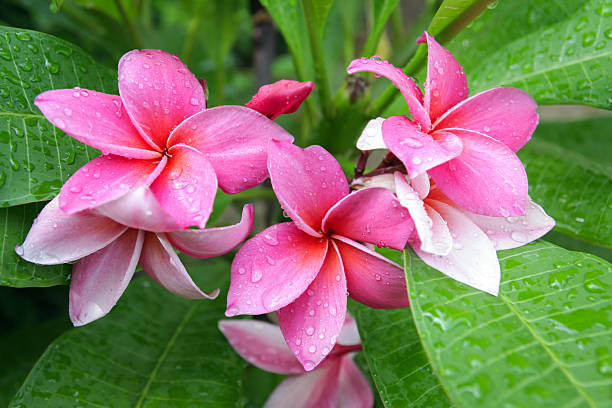 istock Pink Frangipani Flowers 179225957