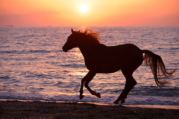 istock Horse running through water 179226162