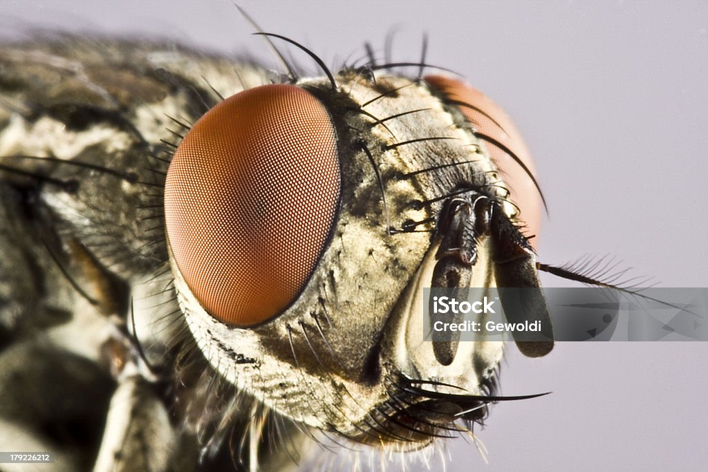 Jefe de tábano con gran ojo compuesto - Foto de stock de Mosca doméstica libre de derechos