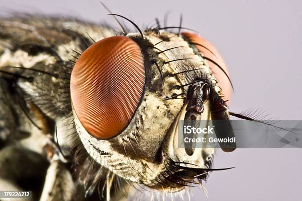 Jefe De Tábano Con Gran Ojo Compuesto Foto de stock y más banco de imágenes de Mosca doméstica - Mosca doméstica, Ojo Compuesto, Animal