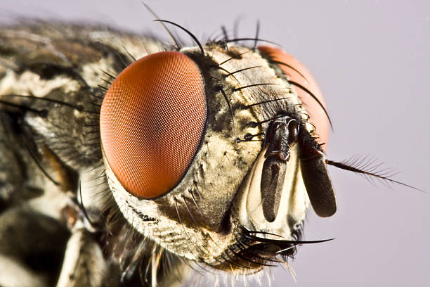 istock Head of horse fly with huge compound eye 179226212