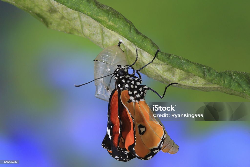 Increíble momento de cambio de mariposa - Foto de stock de Mariposa - Lepidópteros libre de derechos