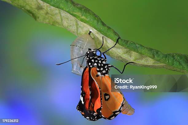 Increíble Momento De Cambio De Mariposa Foto de stock y más banco de imágenes de Mariposa - Lepidópteros - Mariposa - Lepidópteros, Crisálida, Surgimiento - Conceptos