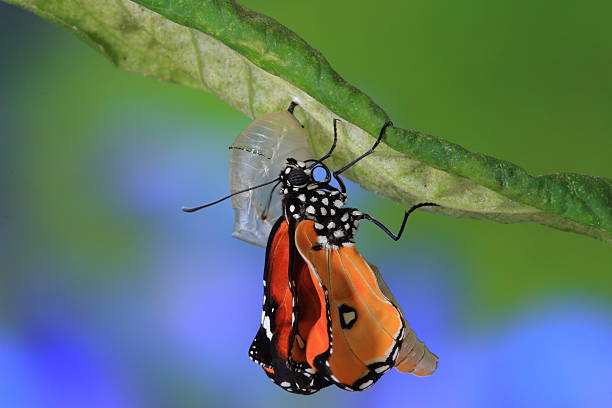 amazing moment about butterfly change amazing moment about butterfly change form chrysalis .Model: morph transition stock pictures, royalty-free photos & images