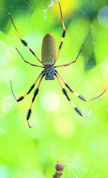 Banana spider stock photo