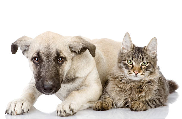 istock cat and dog lie together 179226508