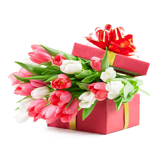 Tulips in a gift box stock photo