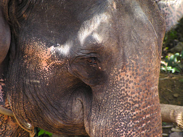 istock Eye of Elephant 179226585