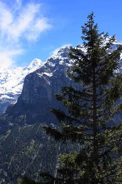 швейцарские альпы - switzerland interlaken schreckhorn mountain стоковые фото и изображения