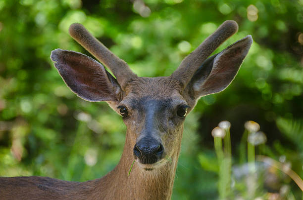 muledeer - mule deer stock-fotos und bilder