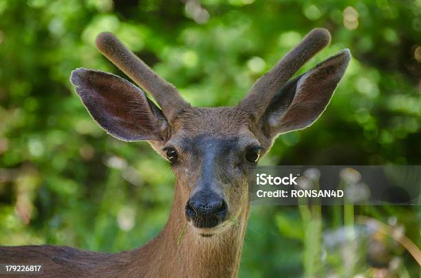 Muledeer Stock Photo - Download Image Now - Mule Deer, Animal, Animal Wildlife