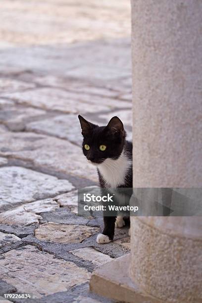 Piccolo Gatto Bianco E Nero - Fotografie stock e altre immagini di Ambientazione esterna - Ambientazione esterna, Animale, Animale da compagnia