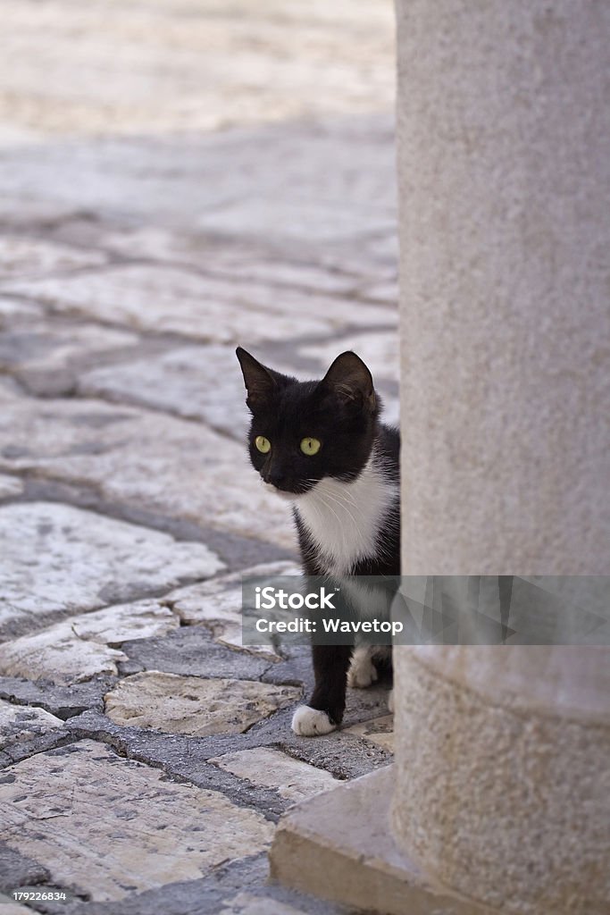 Pequeno gato preto e branco - Foto de stock de Animal royalty-free