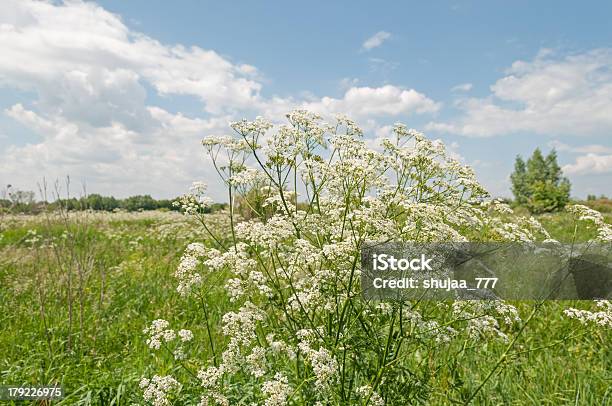 Bellissimo Fiore Cerfoglio Sul Prato Soleggiato Contro Il Cielo Blu Di Sfondo - Fotografie stock e altre immagini di Ambientazione esterna