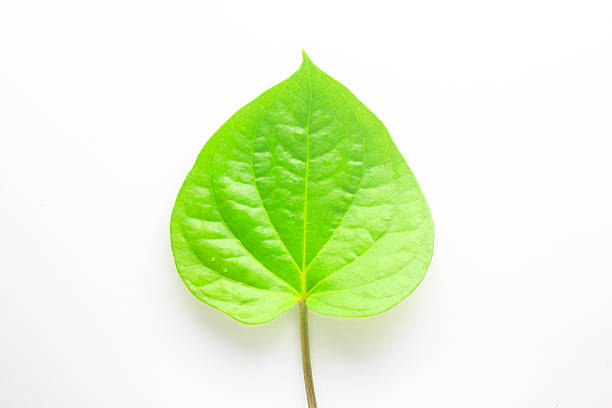 istock Green betel leaf isolated on the white background. 179227057