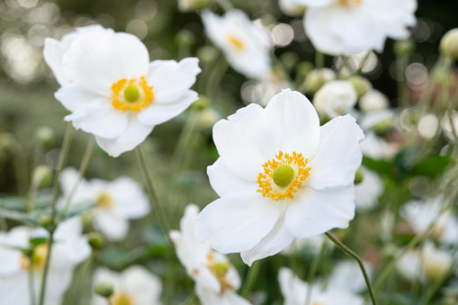 Majestic cherry blossoms. White flower close up. Spring blooms. Spring storytelling. Greeting card, postcard. Copy space.