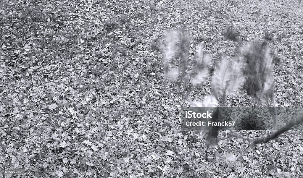 oak hojas de - Foto de stock de Aire libre libre de derechos