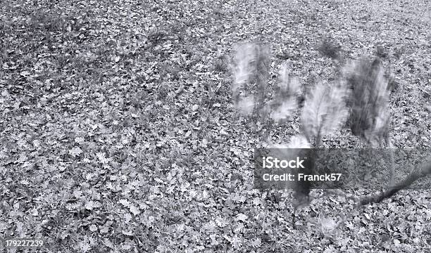 Oak Hojas De Foto de stock y más banco de imágenes de Aire libre - Aire libre, Boscaje, Fotografía - Imágenes