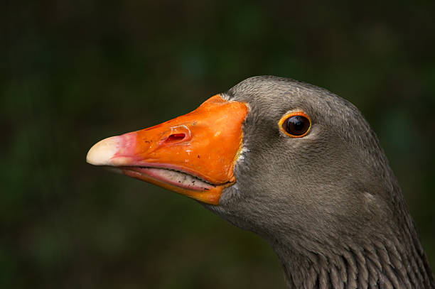 istock closeup of grey goose 179227295