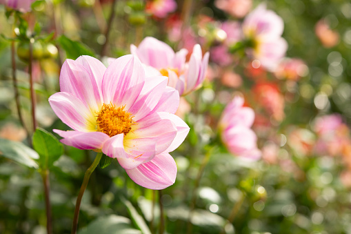 Pink dahlia in autumn park or garden closed up