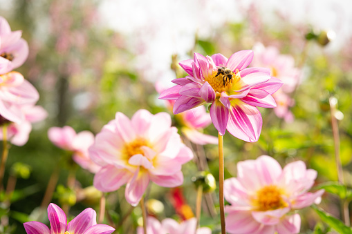 A bee collecting the nectar from a cosmos flower.