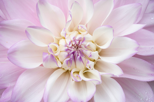 Dahlia in macro