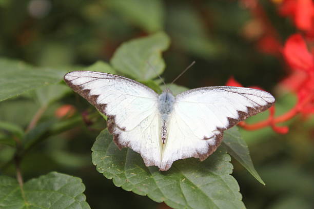 Farfalla di colore bianco - foto stock