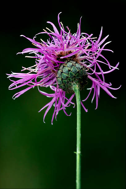 serratula tinctoria - flower may thistle purple ストックフォトと画像