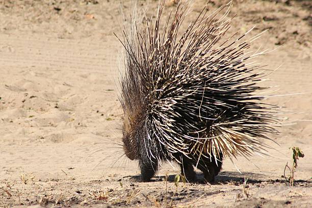 istock Porcupine - A rear covered with thousand quills 179227454