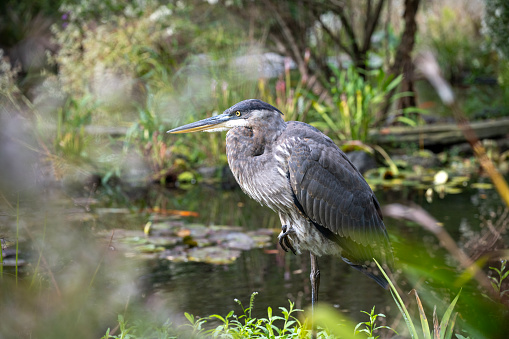 Grey heron by pond